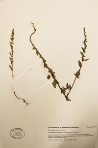 herbarium sheet of UNM 112061